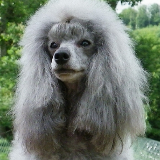 Image pour l'annonce A réserver chiots Caniche petit nain et toy gris