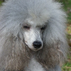 Image pour l'annonce A réserver chiots Caniche petit nain et toy gris