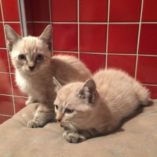 Image pour l'annonce Donne chatons