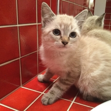Image pour l'annonce Donne chatons