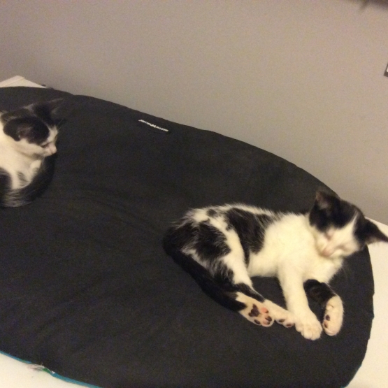Image pour l'annonce Donne chatons femelles