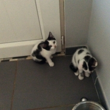 Image pour l'annonce Donne chatons femelles