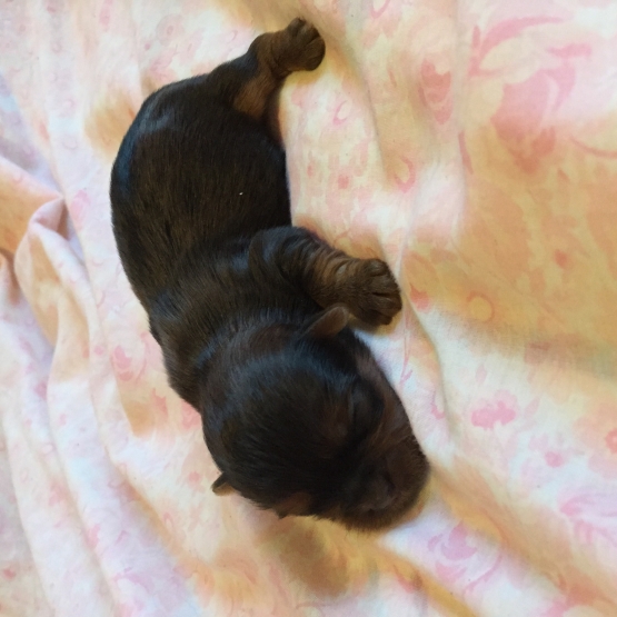 Image pour l'annonce Donne chiots