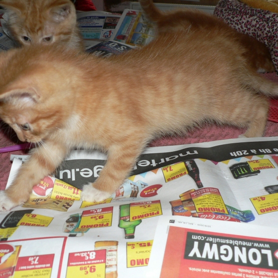 Image pour l'annonce Chatons Roux Clairs aux chaussons blancs à donner