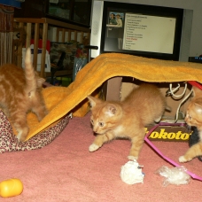 Image pour l'annonce Chatons Roux Clairs aux chaussons blancs à donner