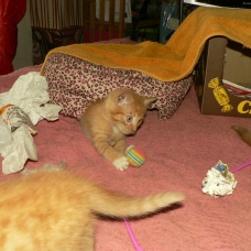 Image pour l'annonce Chatons Roux Clairs aux chaussons blancs à donner