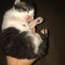 Image pour l'annonce Chatons à donner