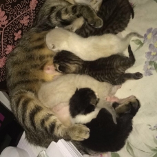 Image pour l'annonce Chatons à donner