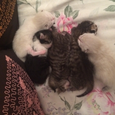Image pour l'annonce Chatons à donner