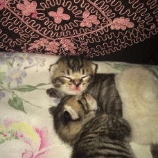 Image pour l'annonce Chatons à donner
