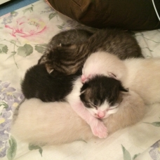 Image pour l'annonce Chatons à donner