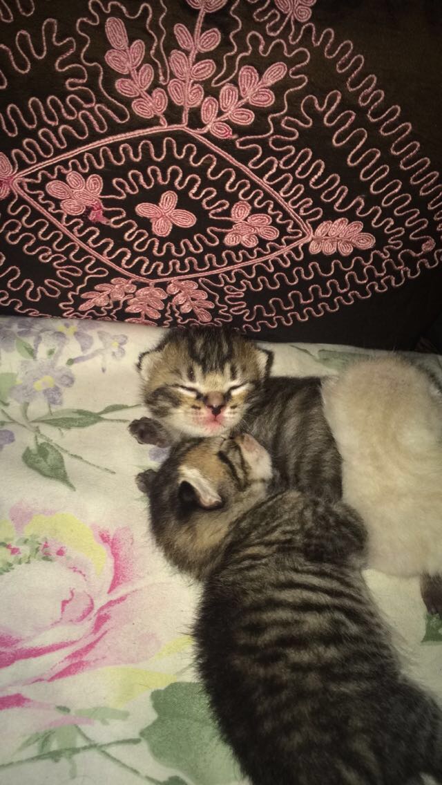 Chatons à donner Loiret (45) - GRATUIT sur Animoz.net