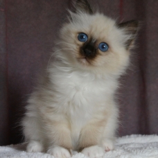 Image pour l'annonce Chatons femelles sacré de Birmanie
