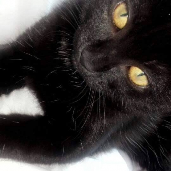Image pour l'annonce Donne chaton 7 mois
