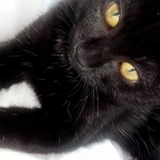 Image pour l'annonce Donne chaton 7 mois