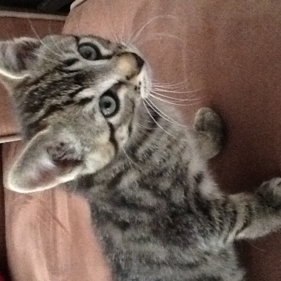Image pour l'annonce Chaton mâle