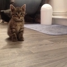 Image pour l'annonce Chaton mâle