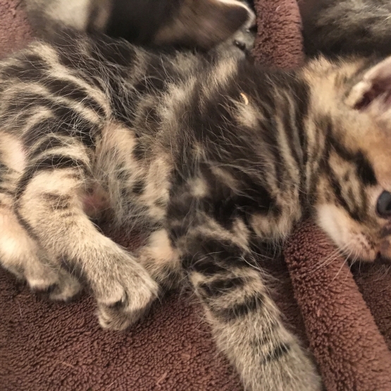 Image pour l'annonce 3 chatons à donner