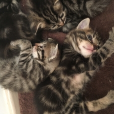 Image pour l'annonce 3 chatons à donner