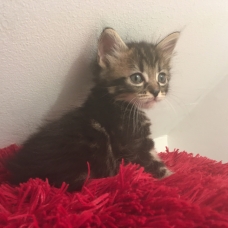 Image pour l'annonce 3 chatons à donner