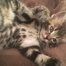 Image pour l'annonce 3 chatons à donner