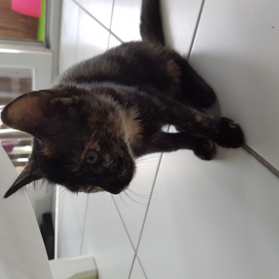 Image pour l'annonce Donne chaton