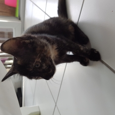 Image pour l'annonce Donne chaton