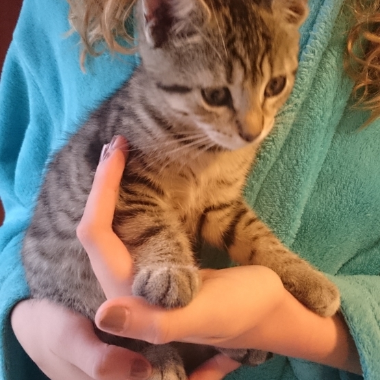 Image pour l'annonce donne chatons