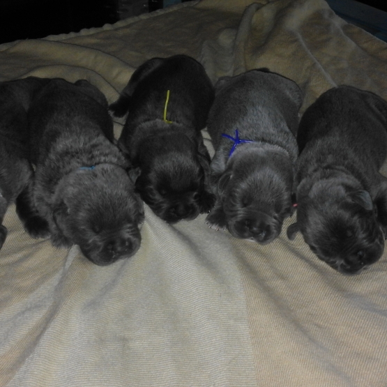 Image pour l'annonce Chiots cane corso lof