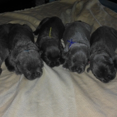 Image pour l'annonce Chiots cane corso lof