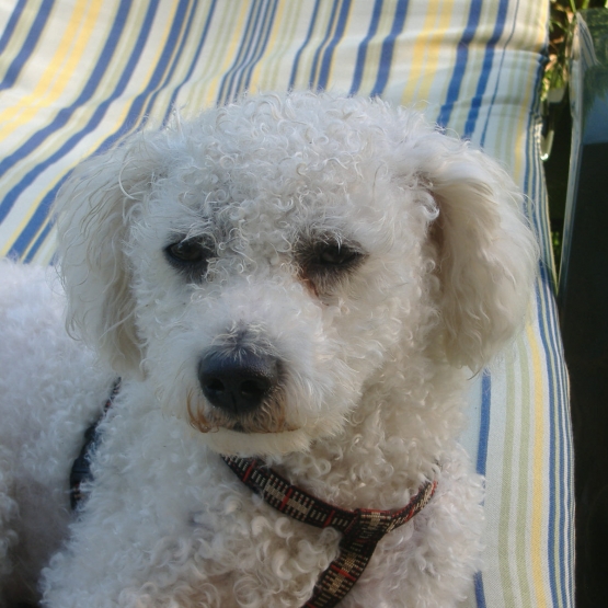 Image pour l'annonce Donne Bichon Frisé