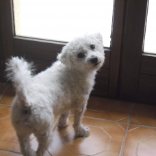 Image pour l'annonce Donne Bichon Frisé