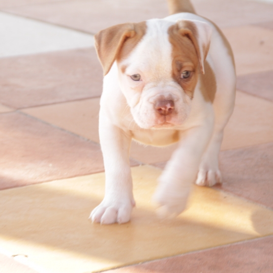 Image pour l'annonce bebe bulldog anglais