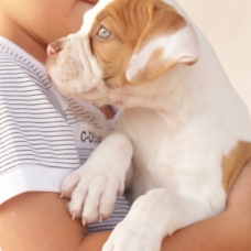 Image pour l'annonce bebe bulldog anglais