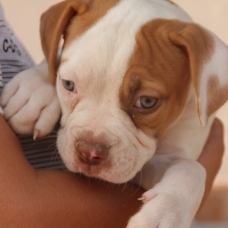 Image pour l'annonce bebe bulldog anglais
