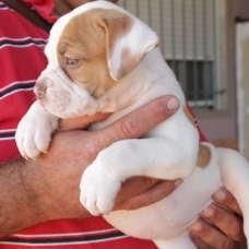 Image pour l'annonce bebe bulldog anglais