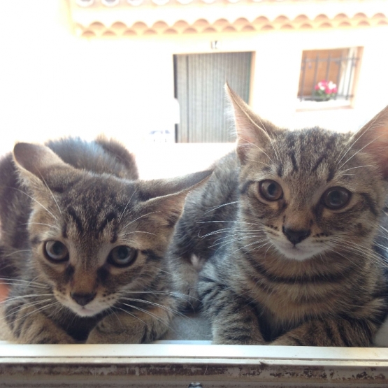 Image pour l'annonce Don chatons