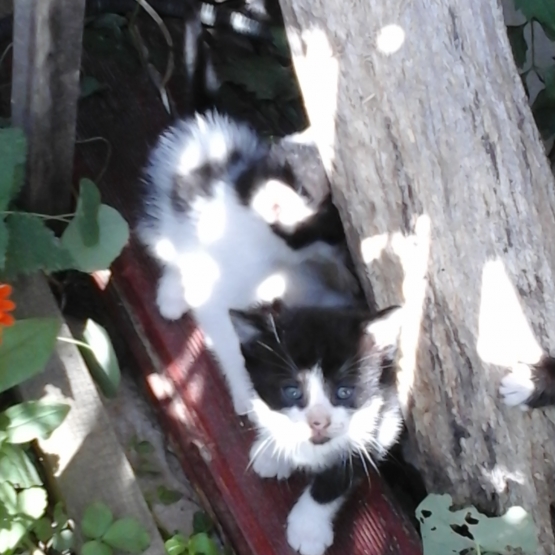 Image pour l'annonce Donne chatons