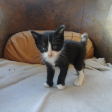 Image pour l'annonce Donne chatons