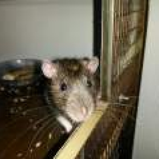 Image pour l'annonce Vends deux rats mâles
