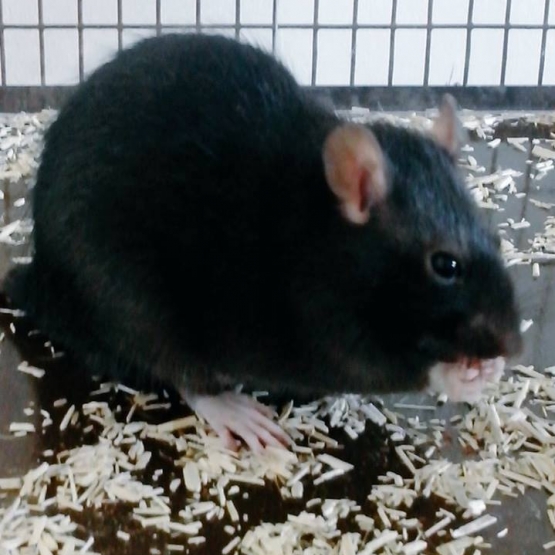 Image pour l'annonce Vends rat femelle