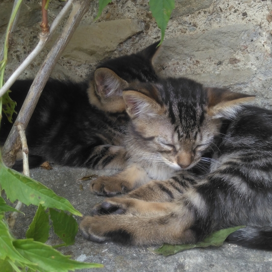 Image pour l'annonce donne chatons