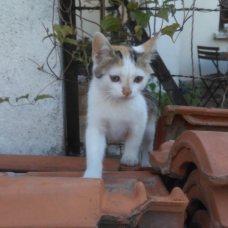 Image pour l'annonce donne chatons