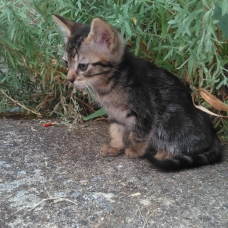 Image pour l'annonce donne chatons