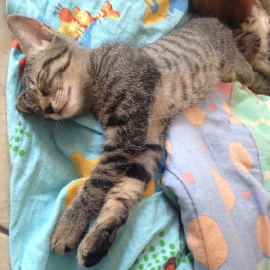 Image pour l'annonce Chaton