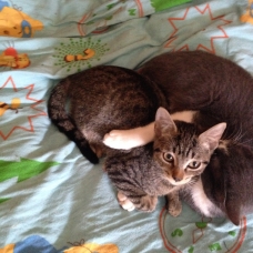 Image pour l'annonce Chaton
