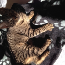 Image pour l'annonce Chaton