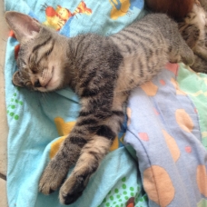 Image pour l'annonce Chaton