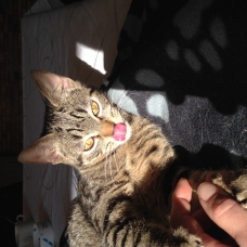 Image pour l'annonce Chaton