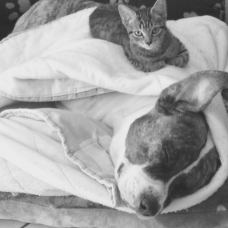 Image pour l'annonce Chaton
